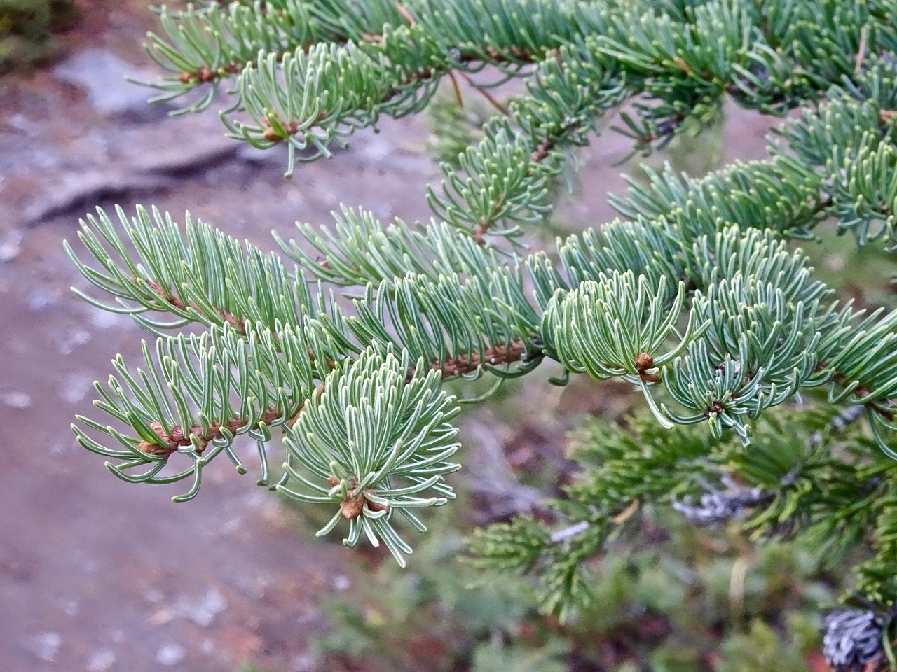 Image - spines pine branch nature tree