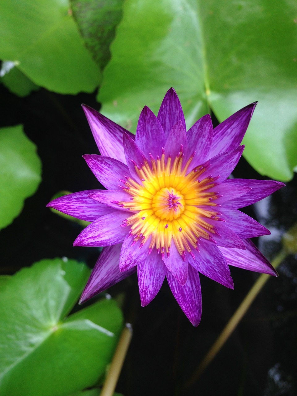 Image - flower lotus violet lily