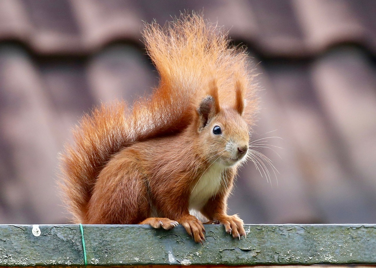 Image - animal squirrel nager nature