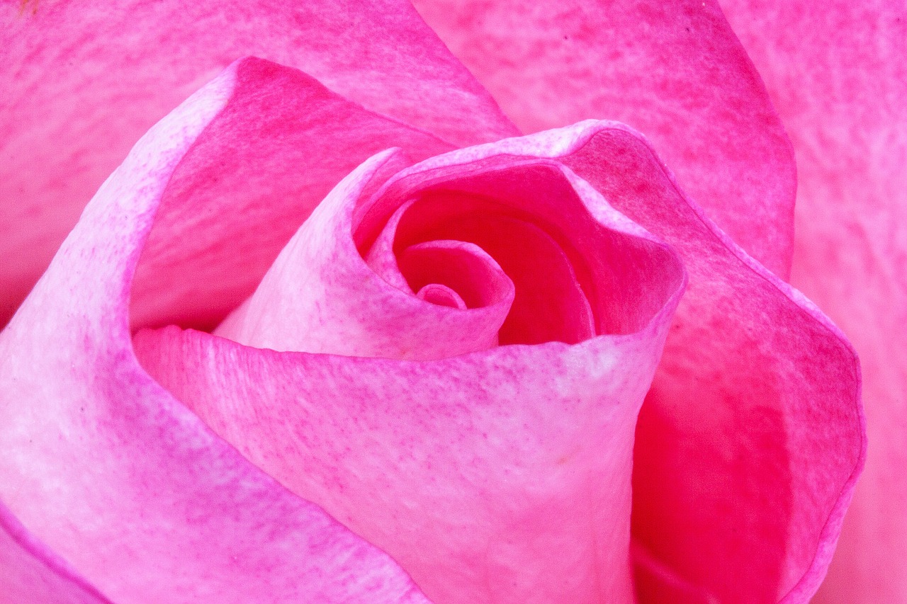 Image - rose pink family rose family flora