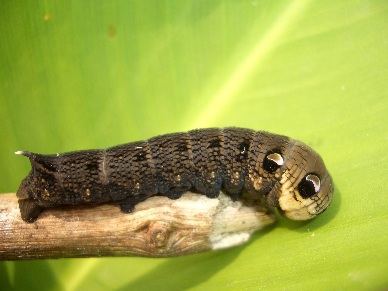 Image - middle wine owls caterpillar