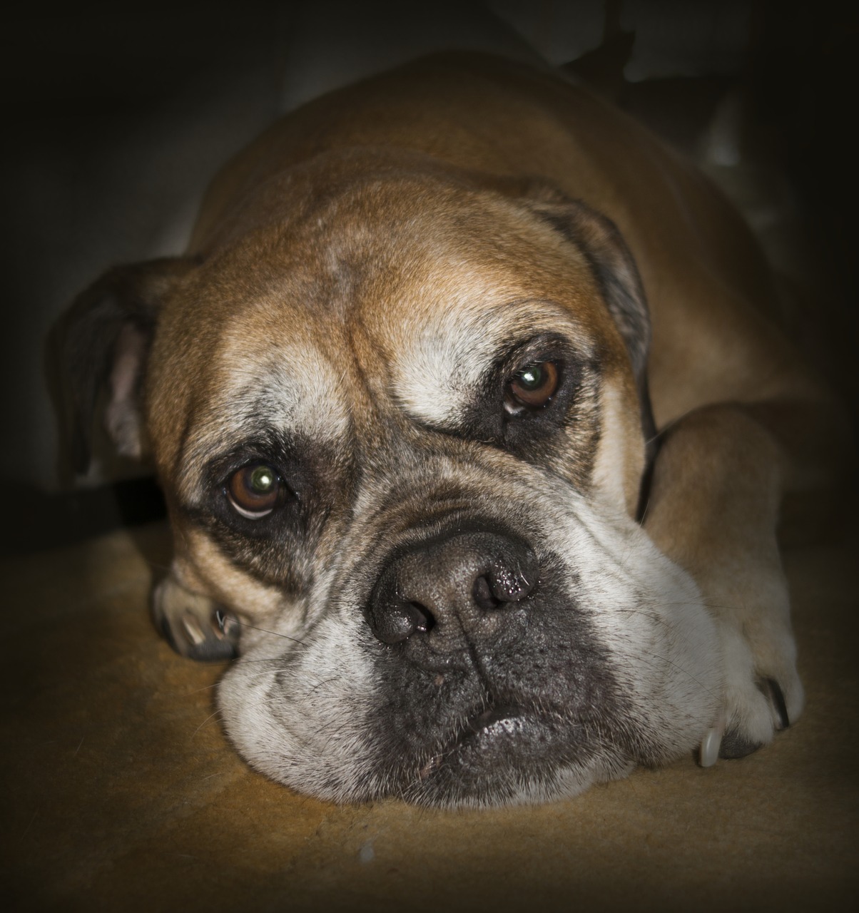 Image - bullmastiff animals close up dog