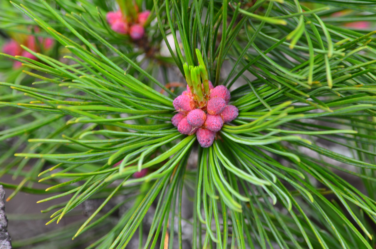 Image - ural nature of perm krai