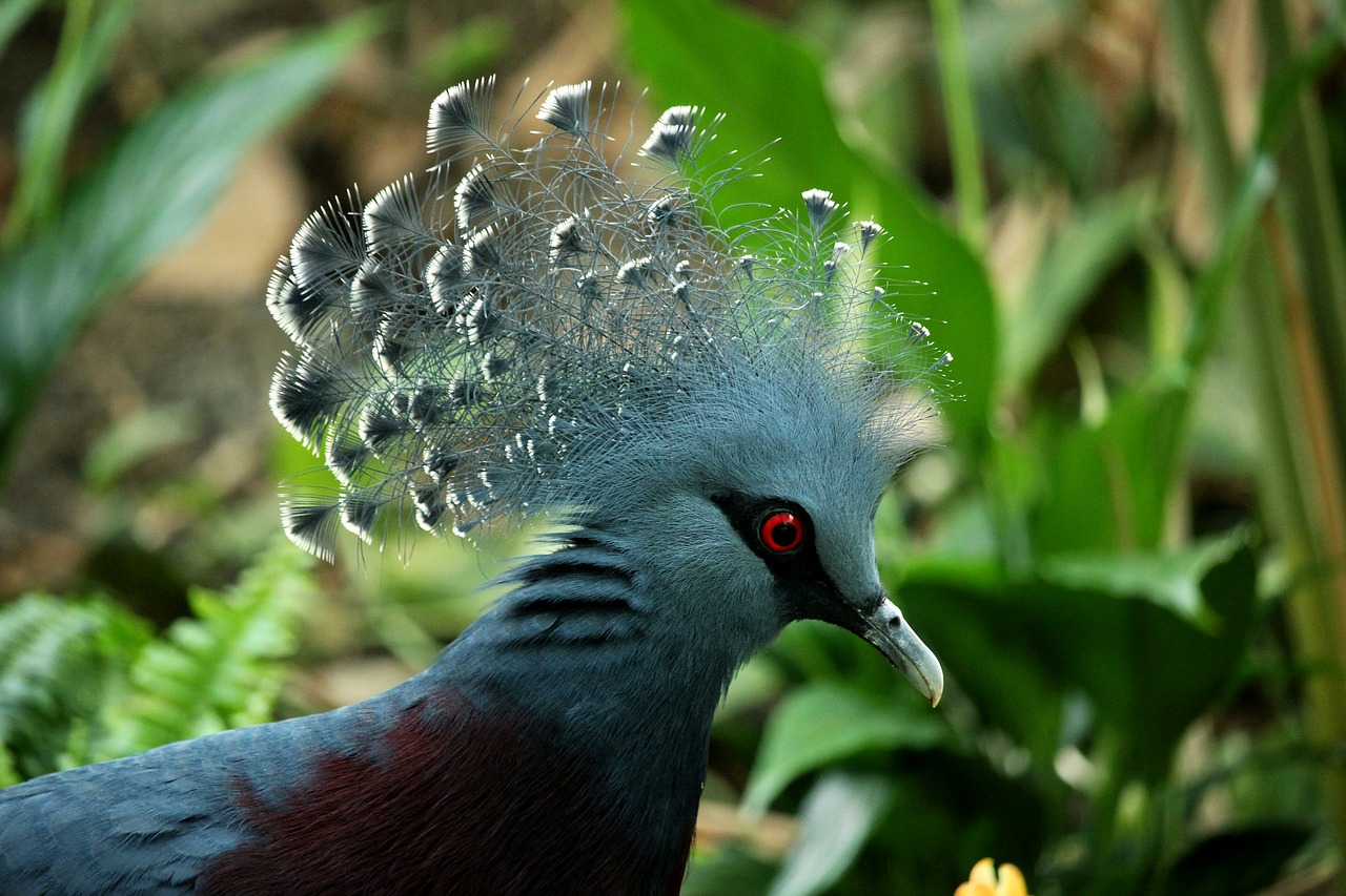 Image - portrait bird nature wildlife