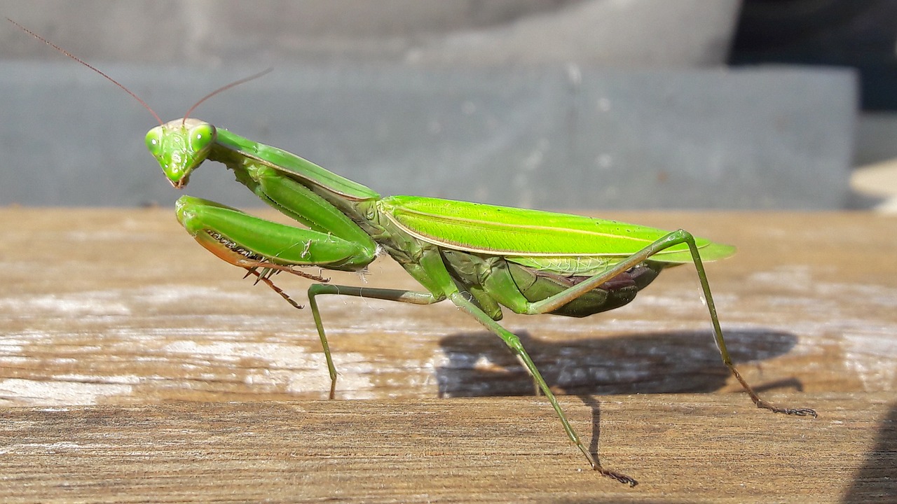 Image - animals insect god worshipers green