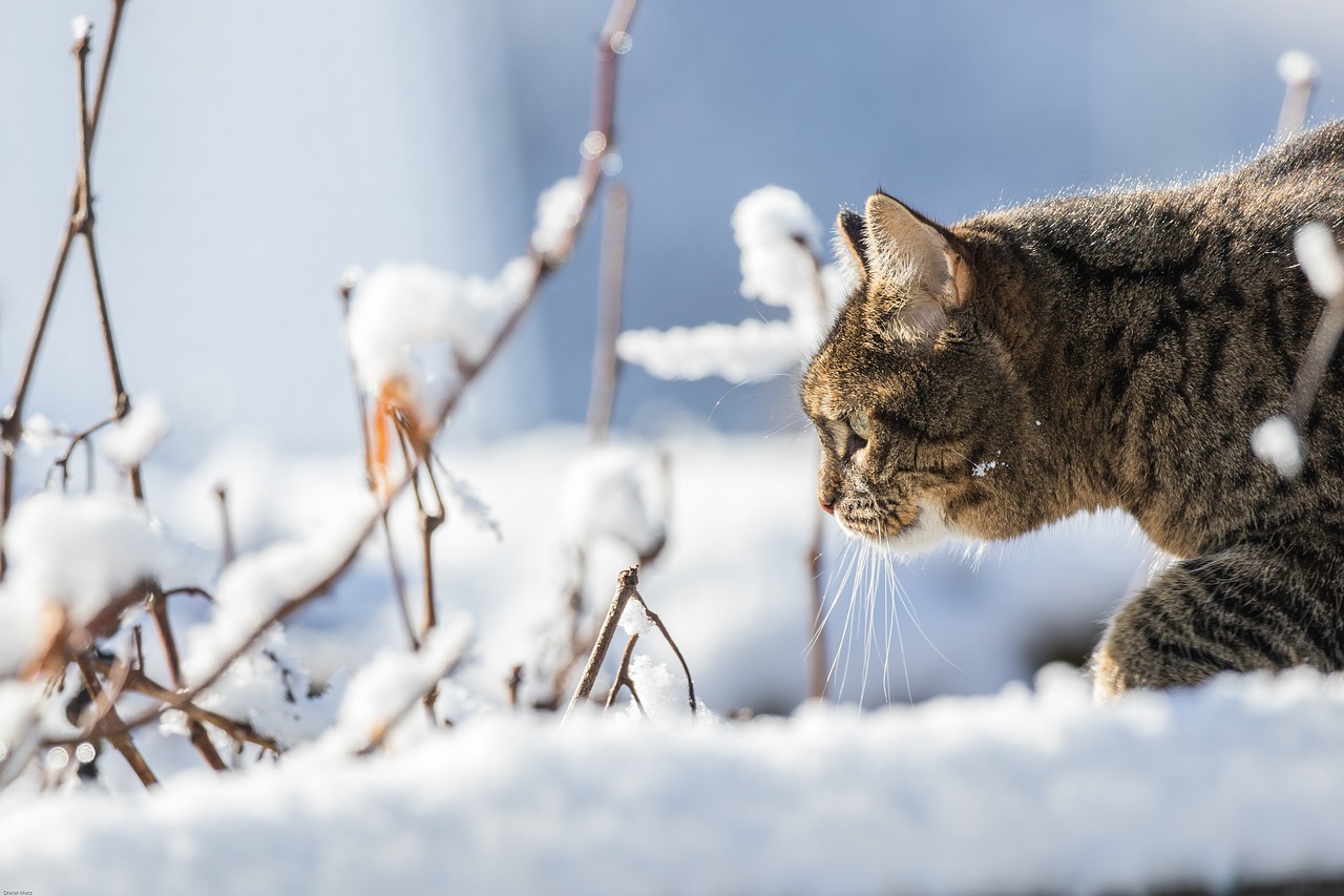 Image - cat winter snow domestic cat pet