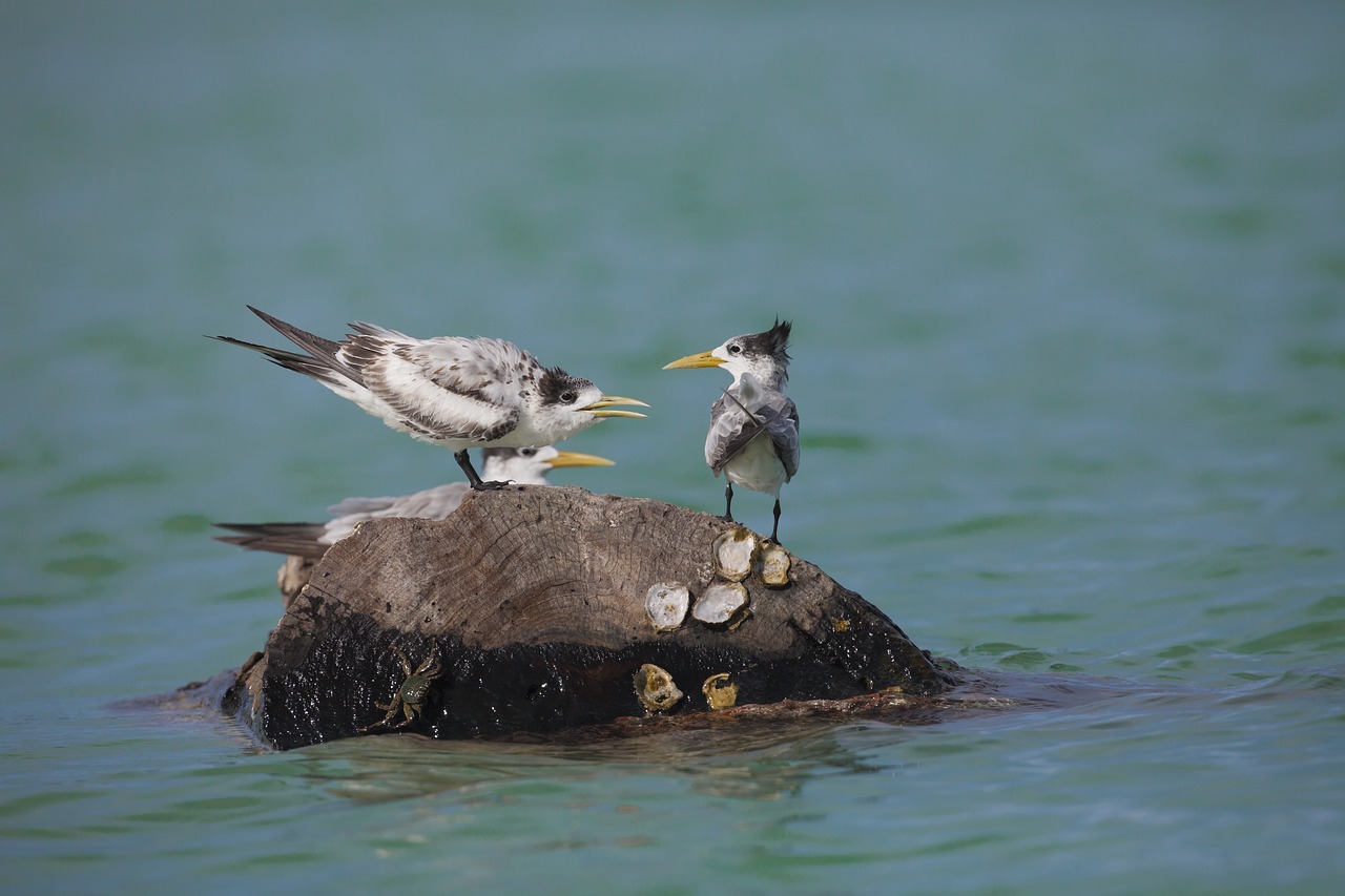 Image - wild birds common tern indonesia