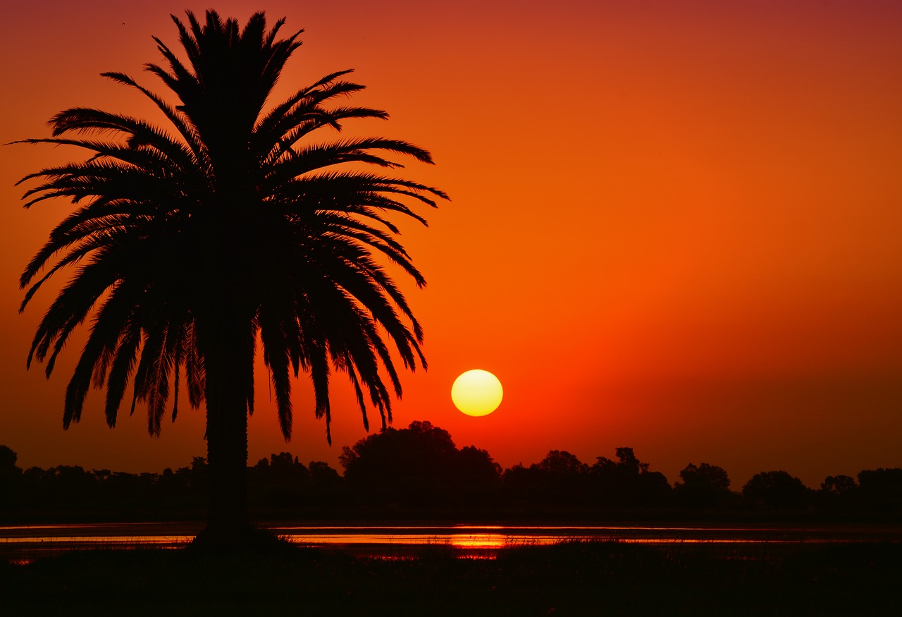 Image - sunset landscape laguna palm tree