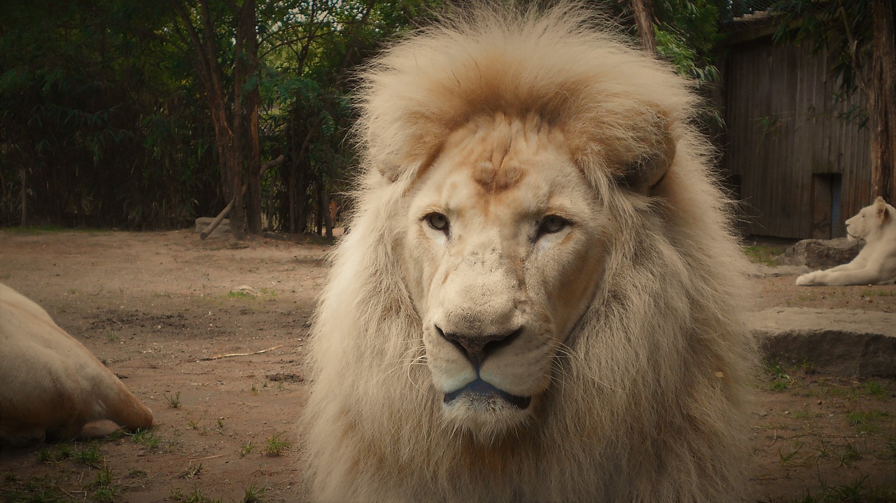 Image - lion white lion mane zoo