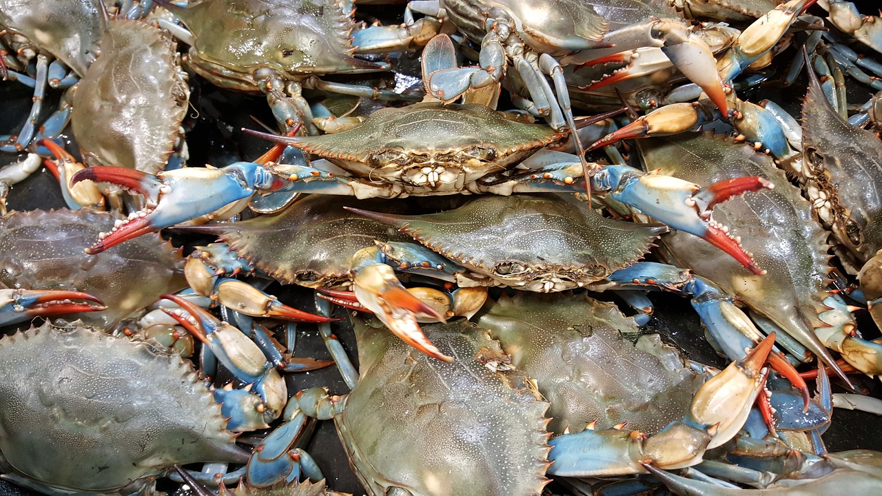 Image - crab blue live shellfish seafood