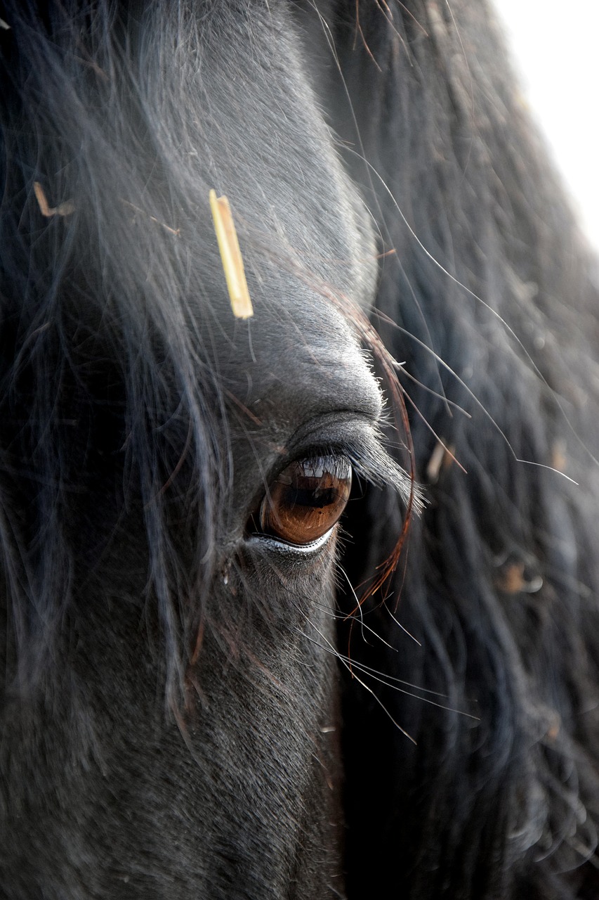 Image - friese horse eye head black