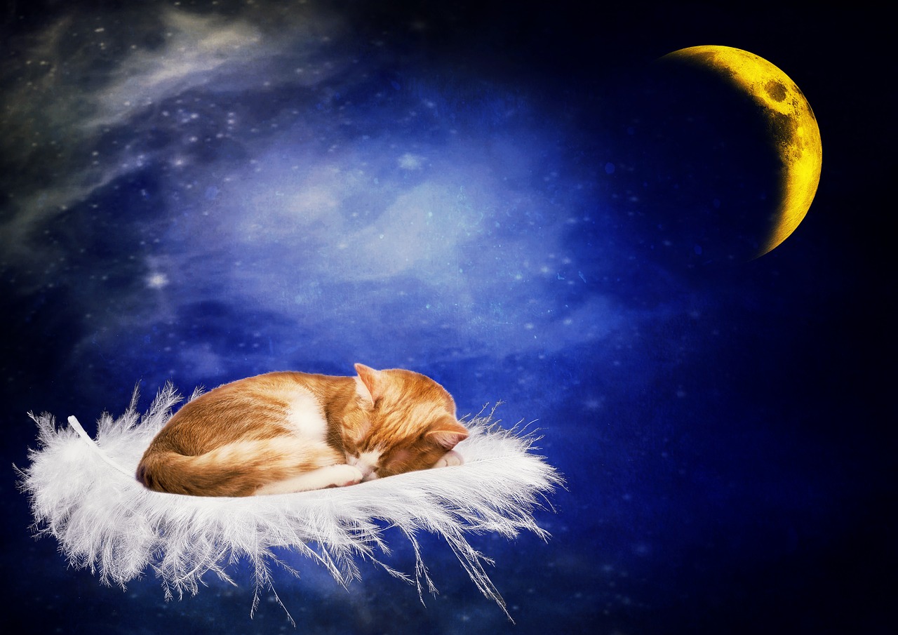 Image - cat good night sleep tired moon