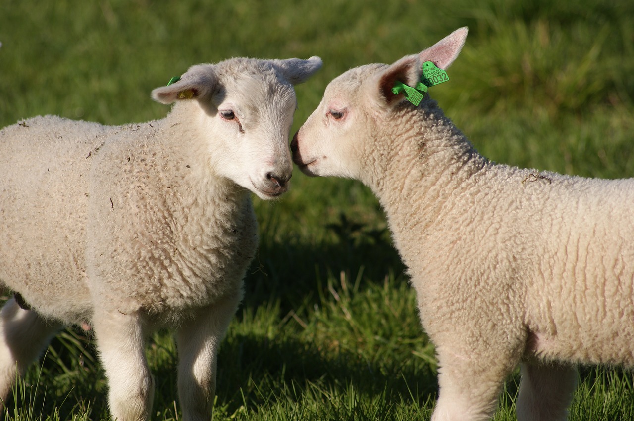 Image - the lambs sheep sheep grazing sweet