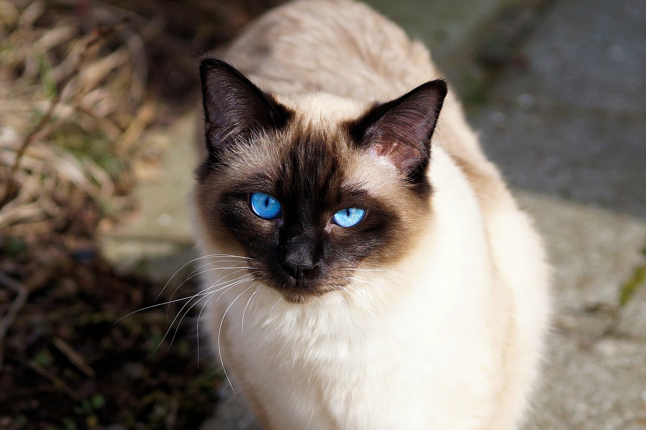 Image - cat siamese cat fur kitten