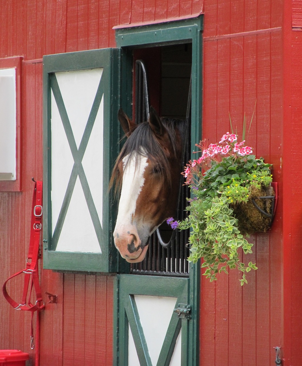 Image - clydesdale horse head stall mane