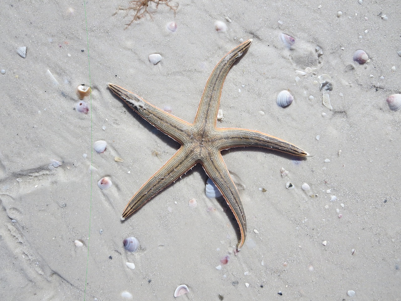 Image - starfish ocean sea water tropical