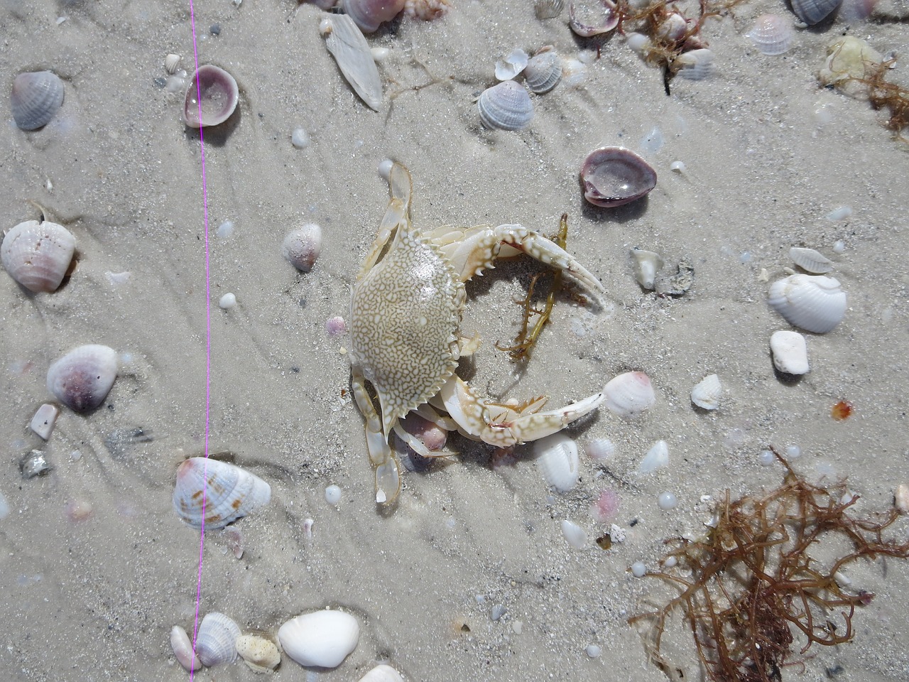 Image - crab ocean sand sea marine animal