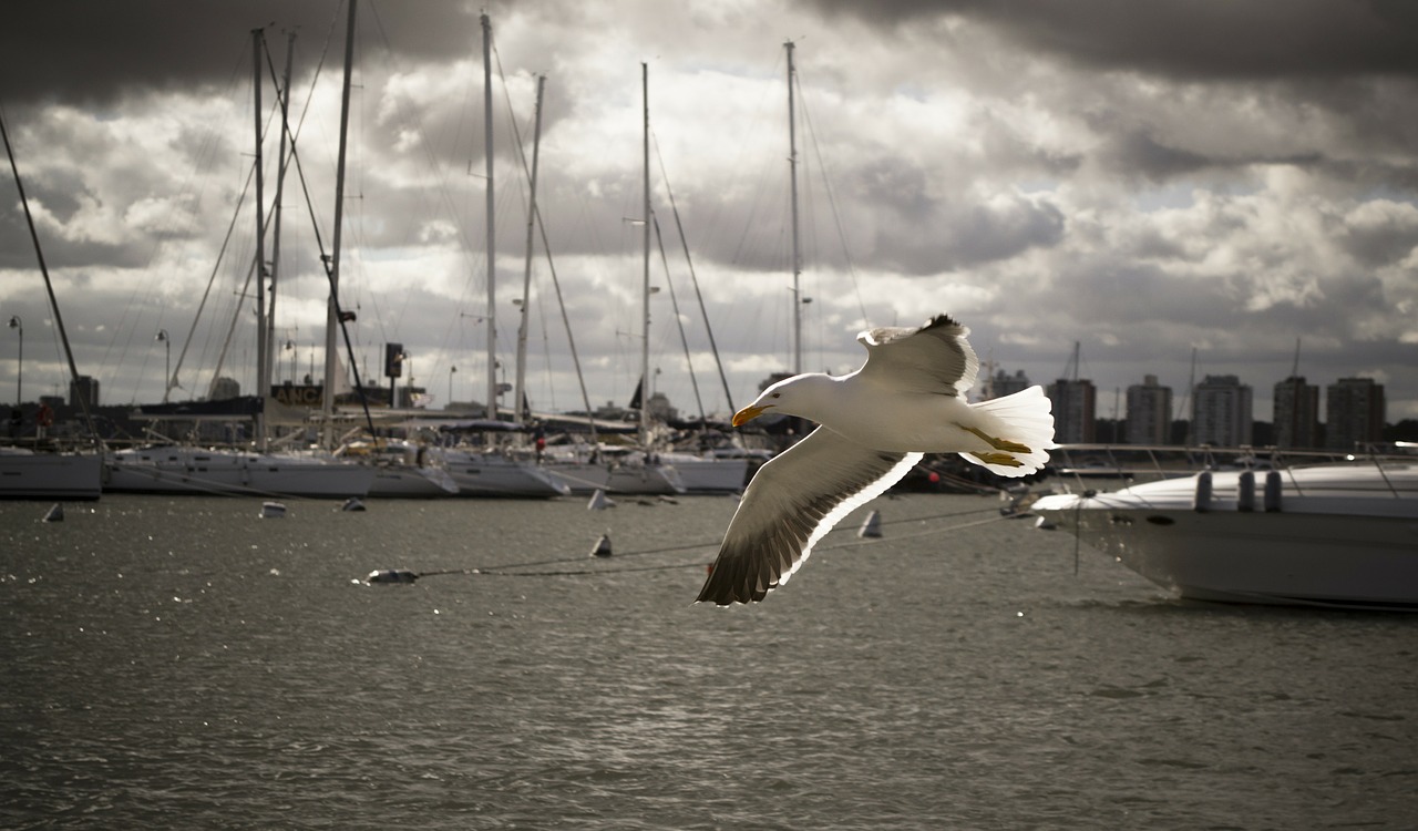 Image - bird seagull ave beach wings sky