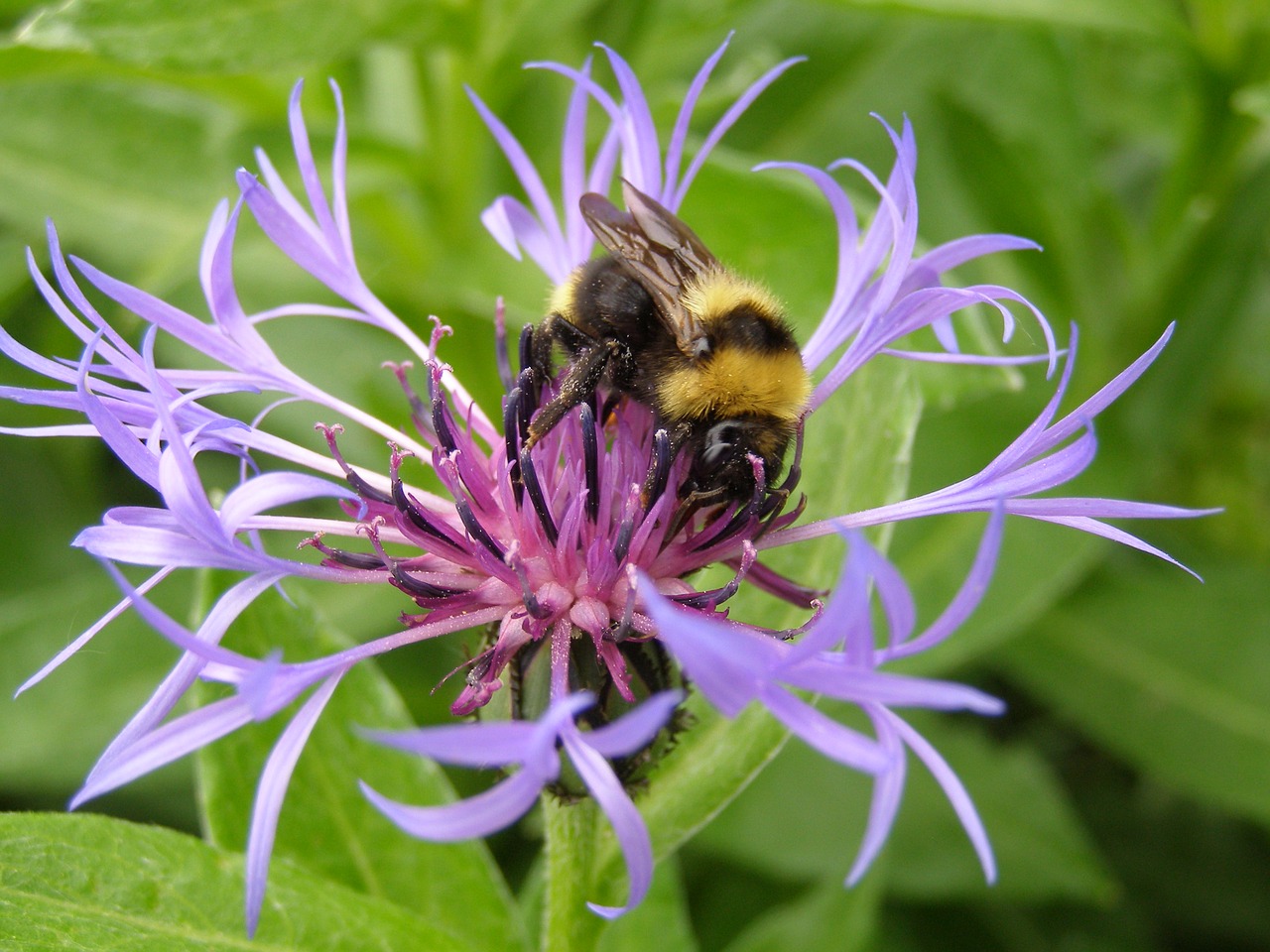 Image - cornflower close hummel nature