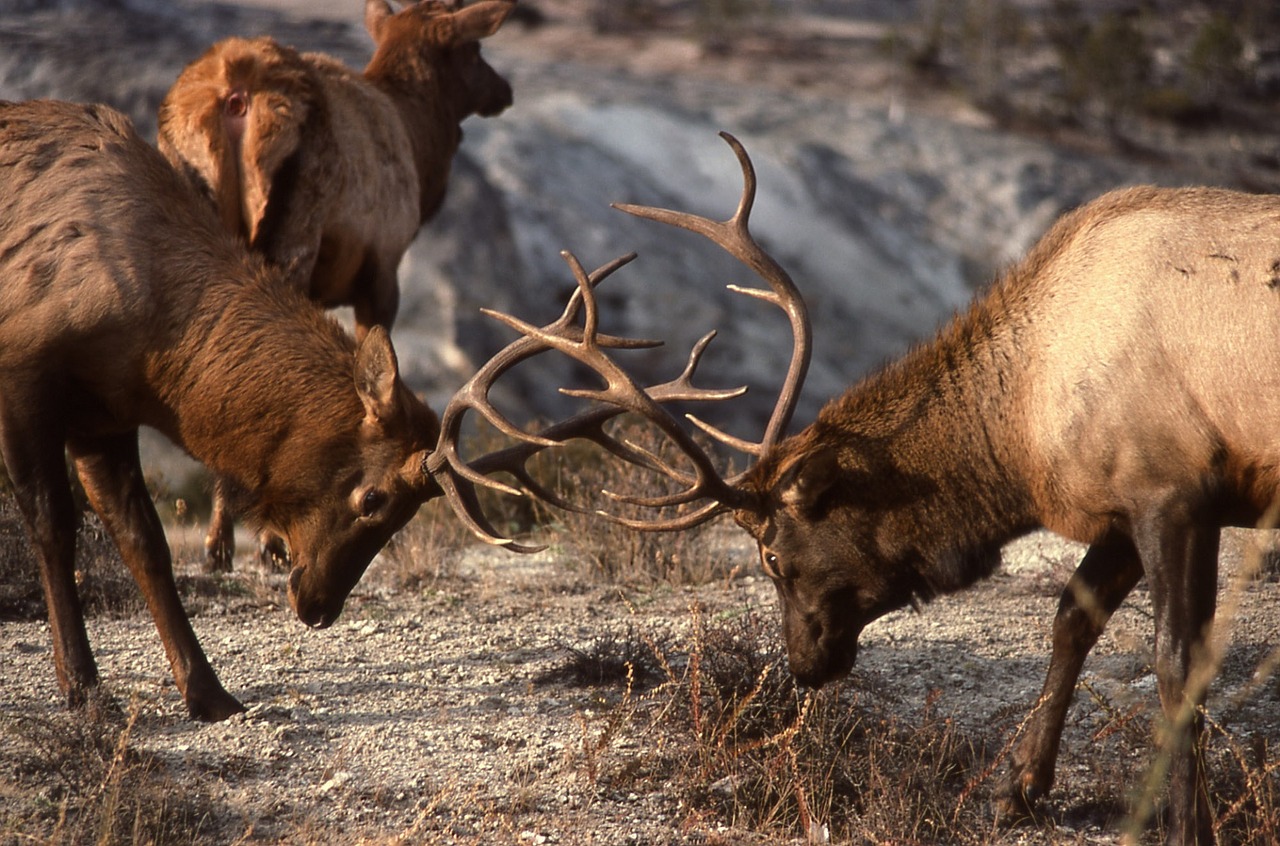 Image - bull elk sparring wildlife nature