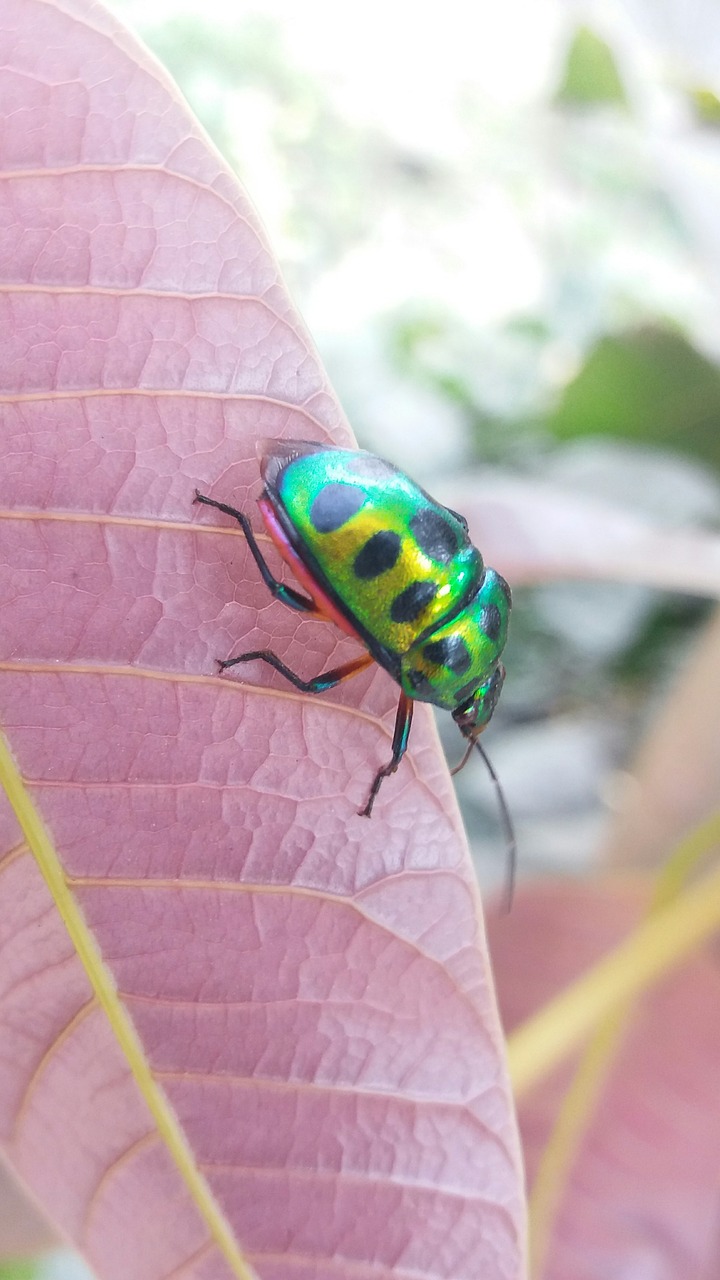 Image - insect leaves leaf bug pest plant