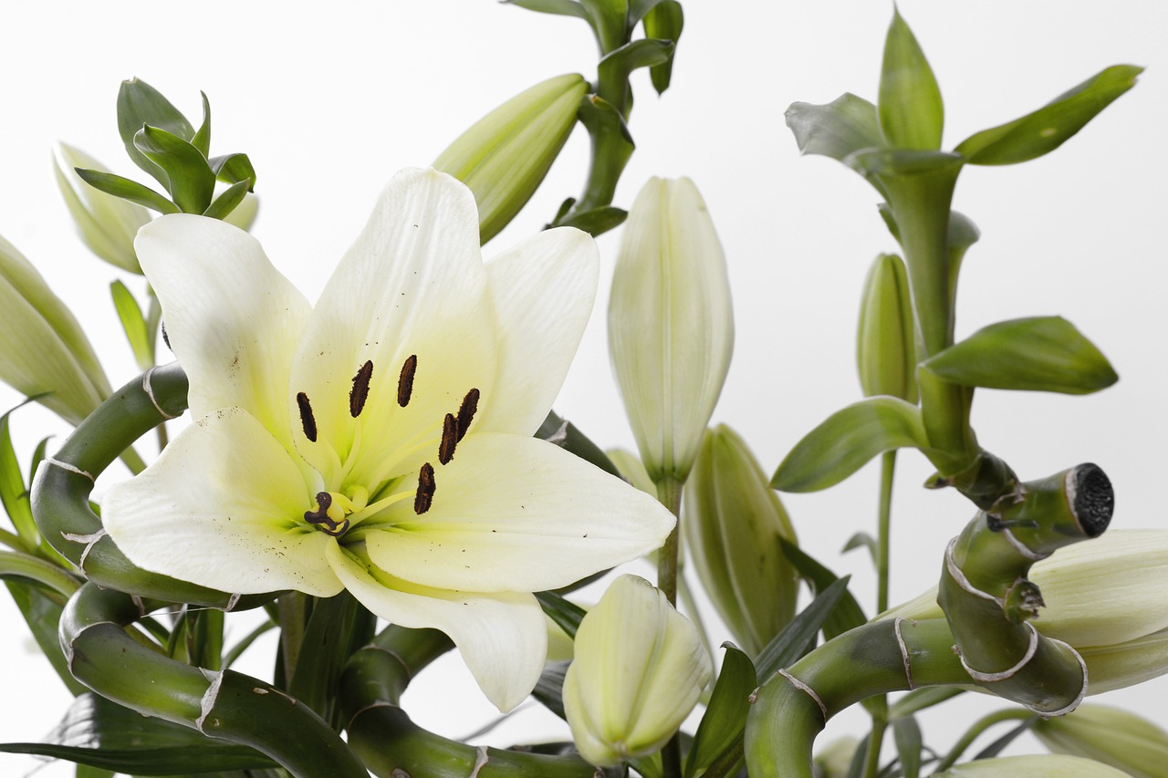 Image - lily blossom bloom flower white