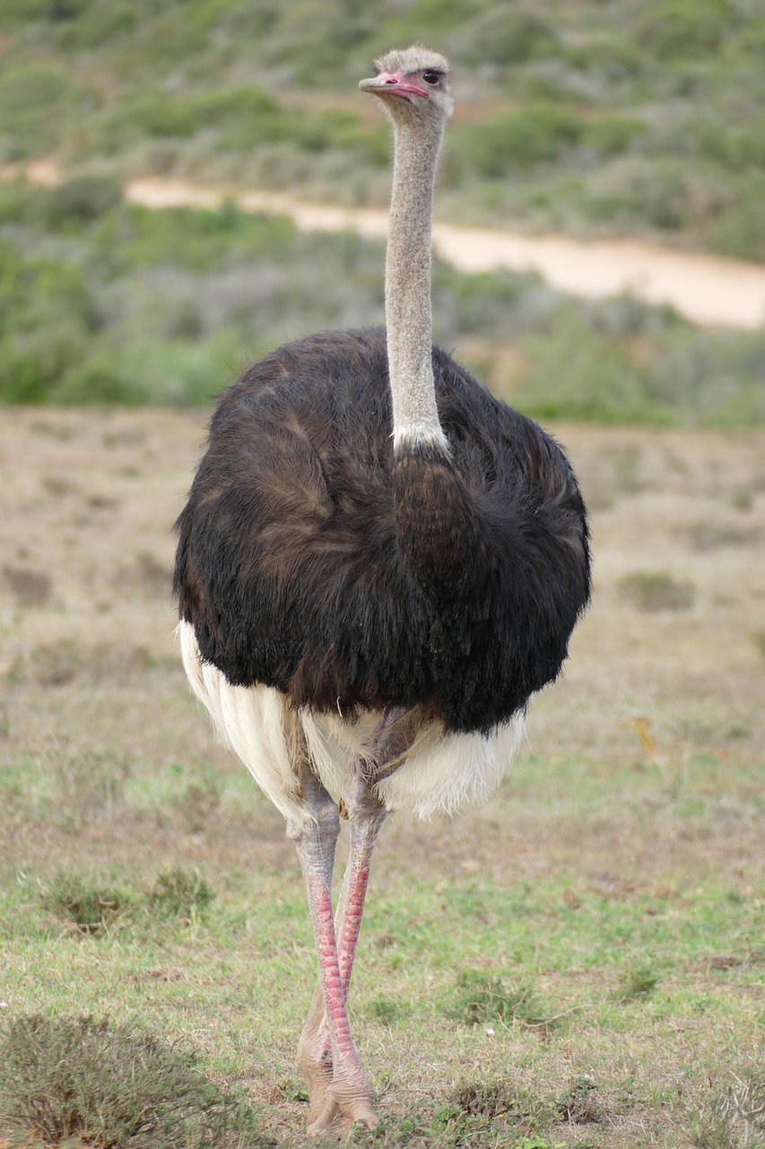 Image - bouquet south africa bird ostrich