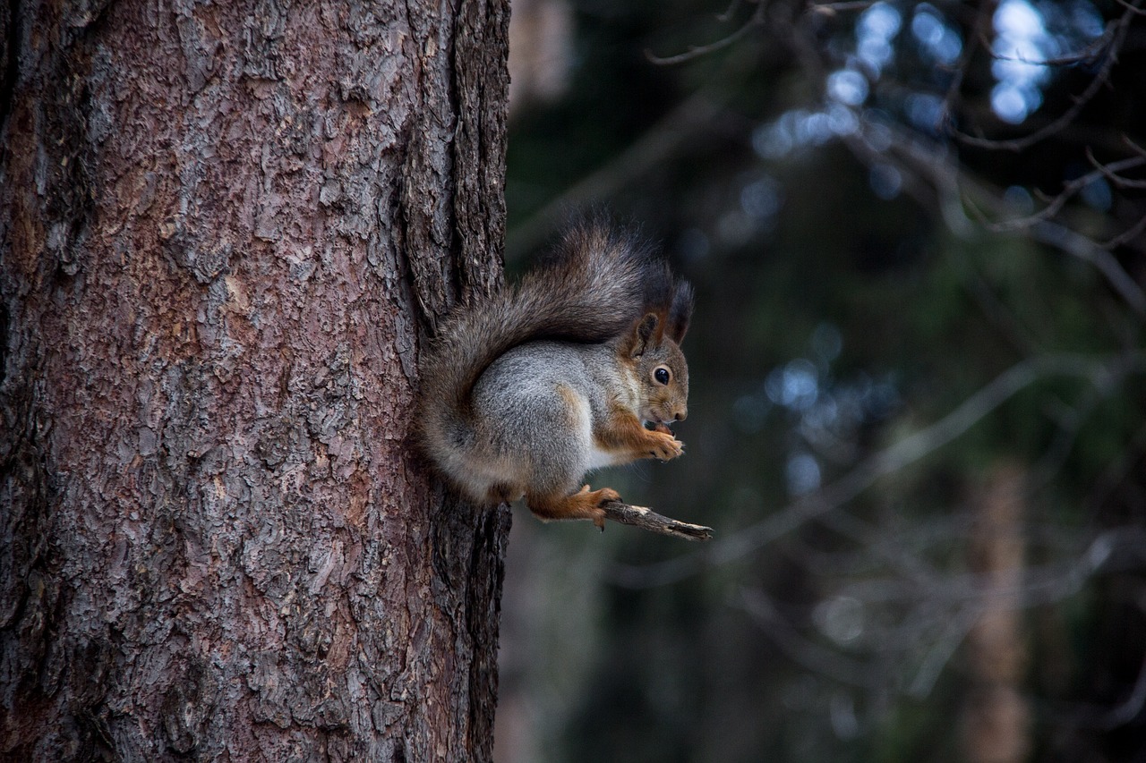 Image - squirrel forest nature brown trees