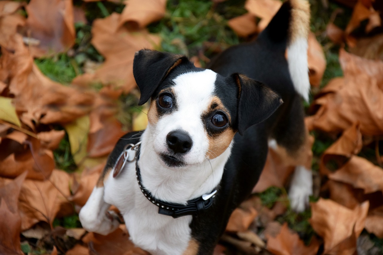 Image - dog small autumn leaves head