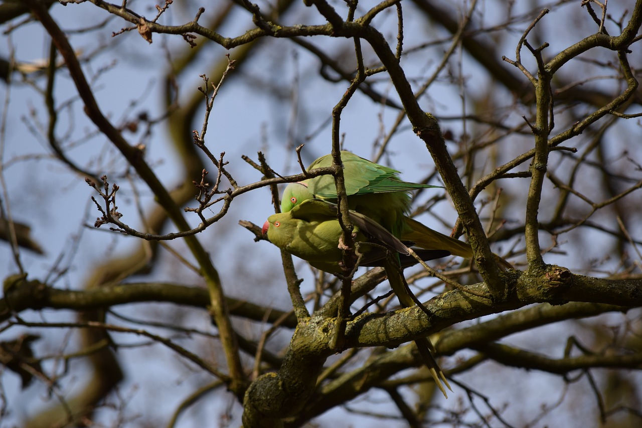 Image - parrots richmond park london