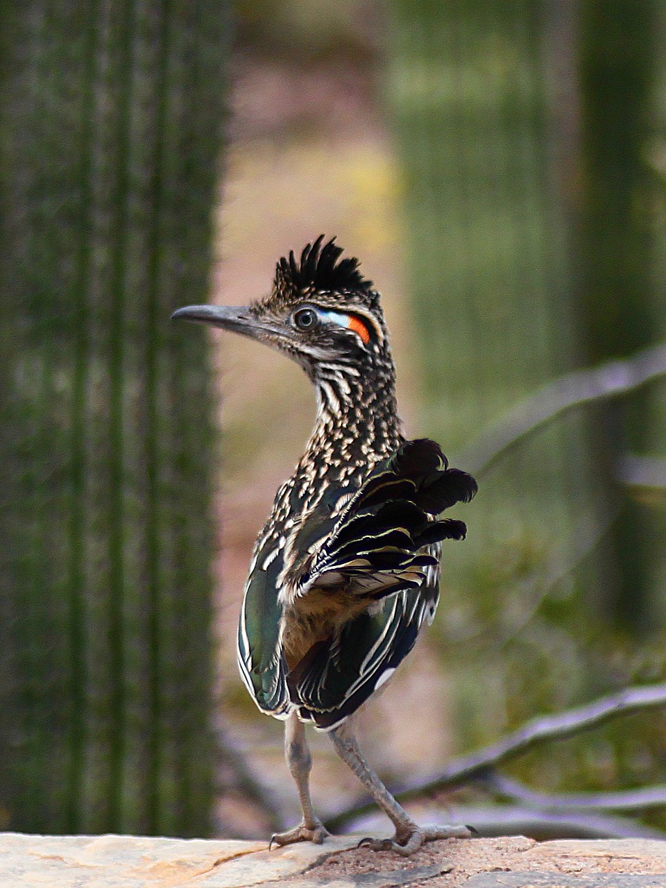 Image - roadrunner bird cactus arizona