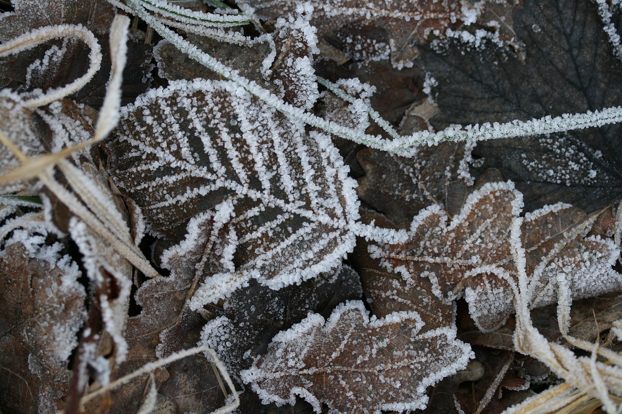 Image - leaves hoarfrost frost winter