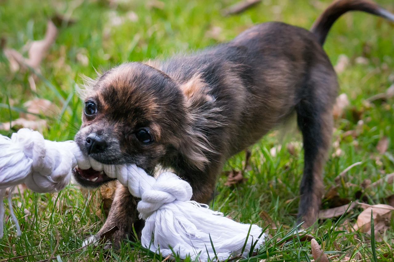 Image - chihuahua bite rope small dog dog