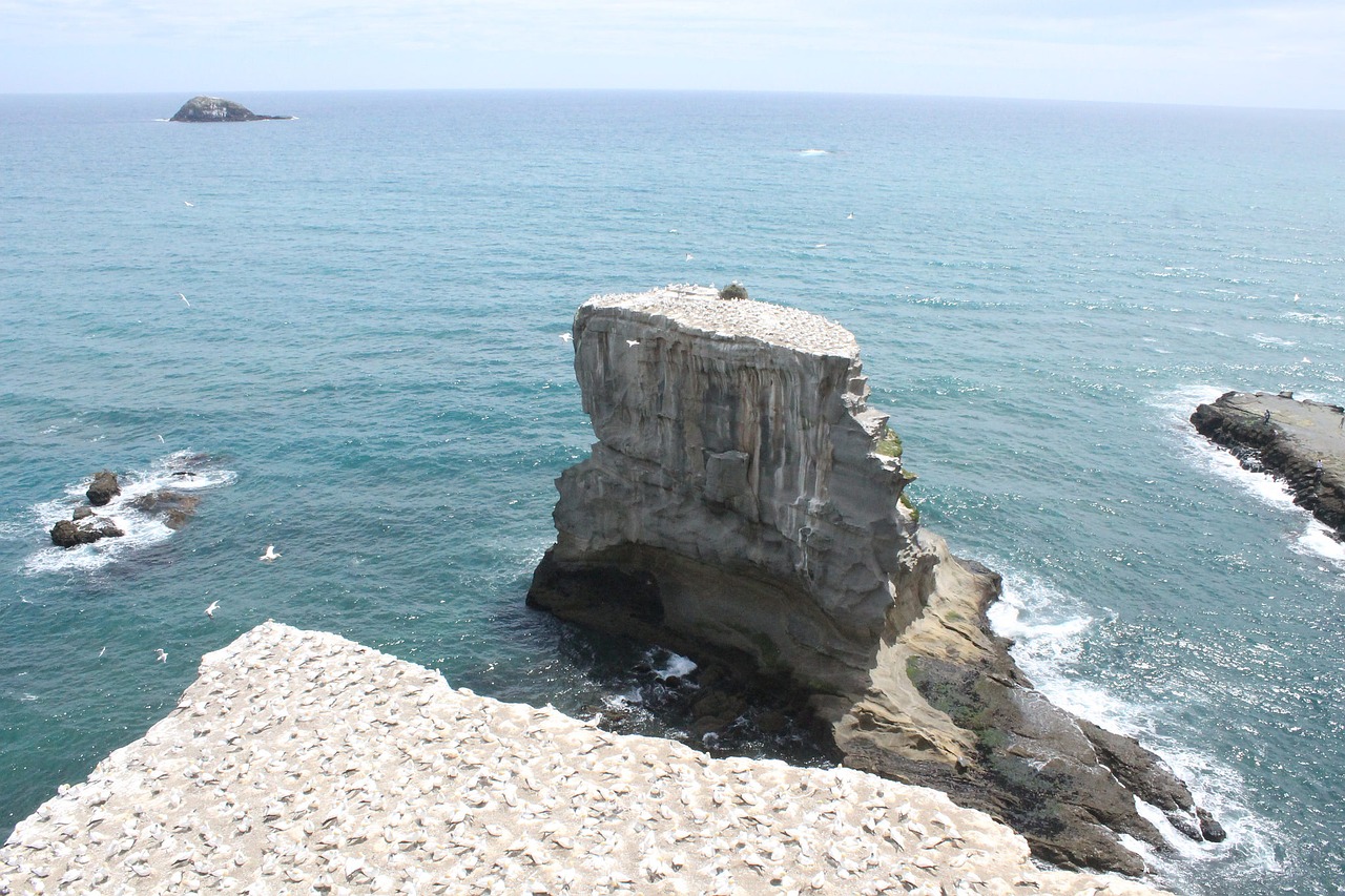 Image - murawai gannet colony landscape