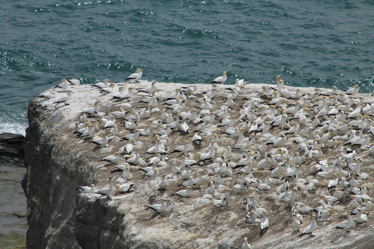 Image - murawai gannet colony landscape sea