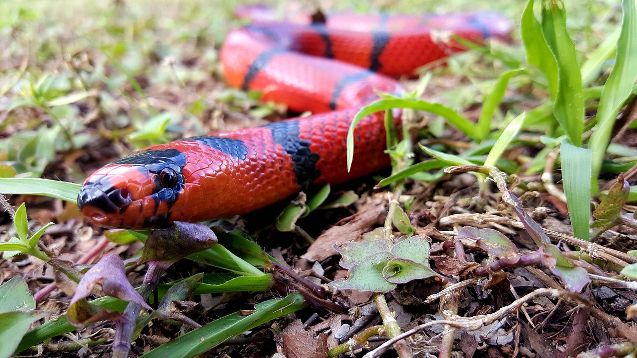 Image - snake milk red black honduran