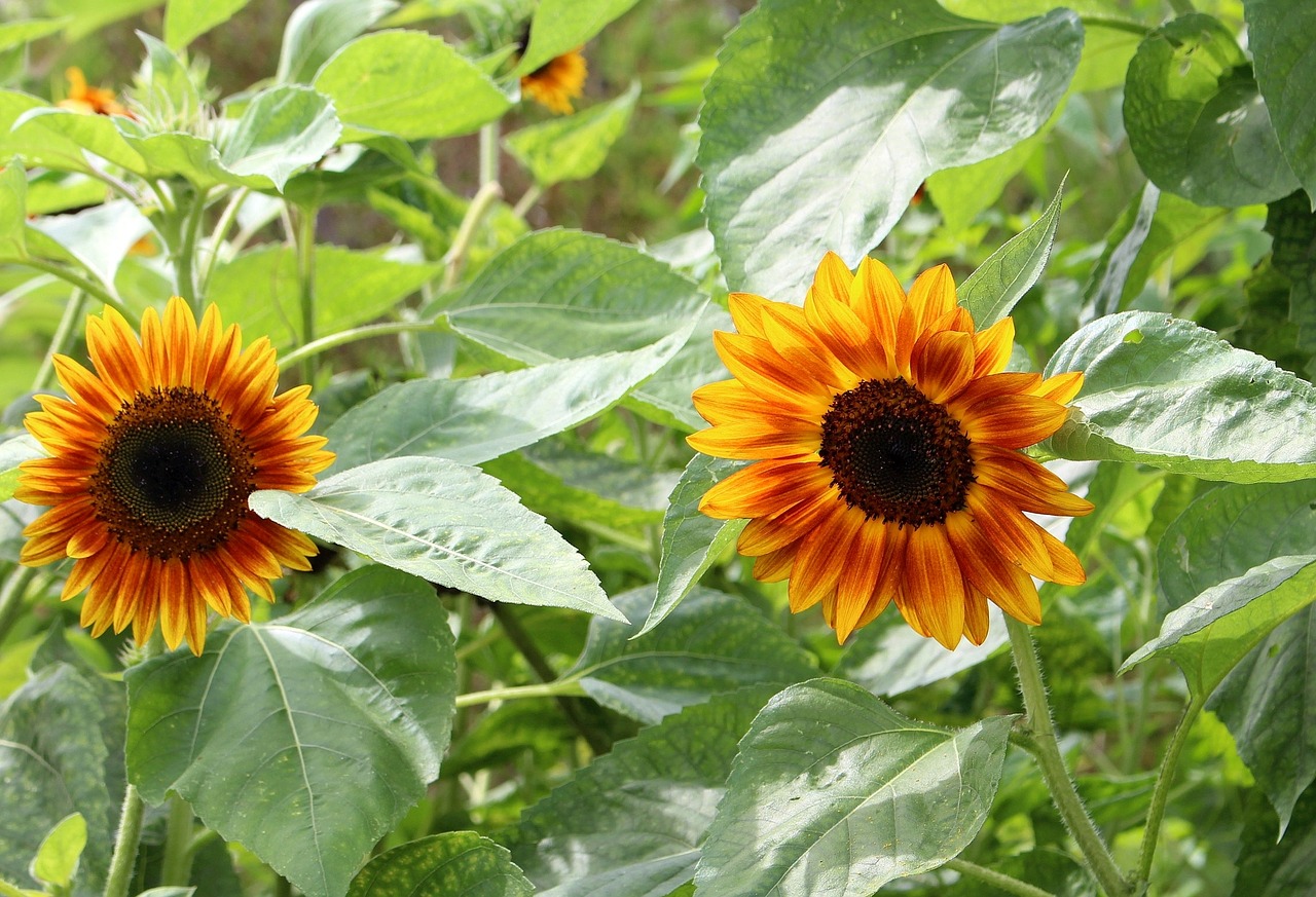 Image - sunflowers decorative nature