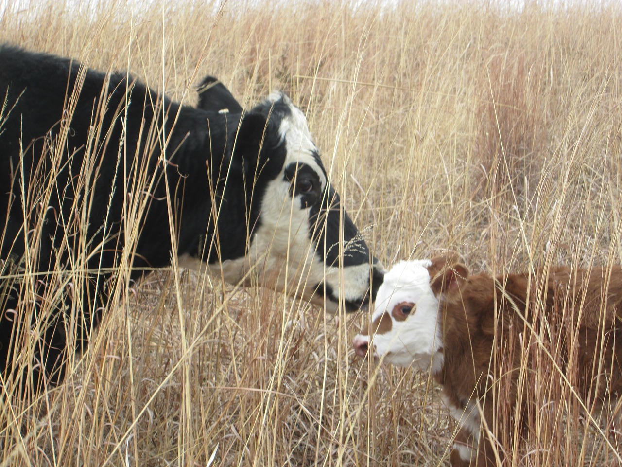 Image - cow calf mama farm animal beef