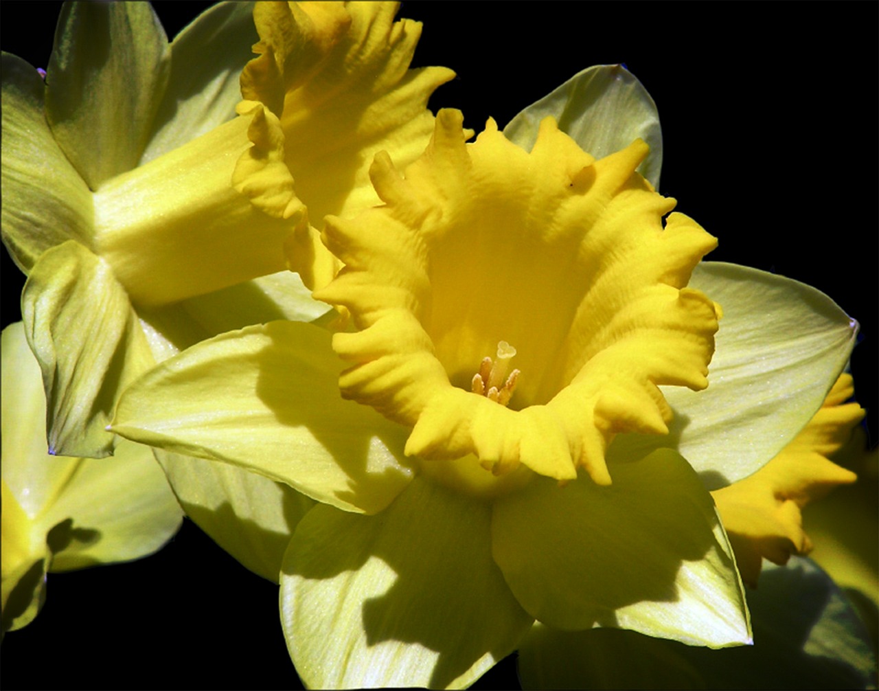 Image - daffodil flower garden nature