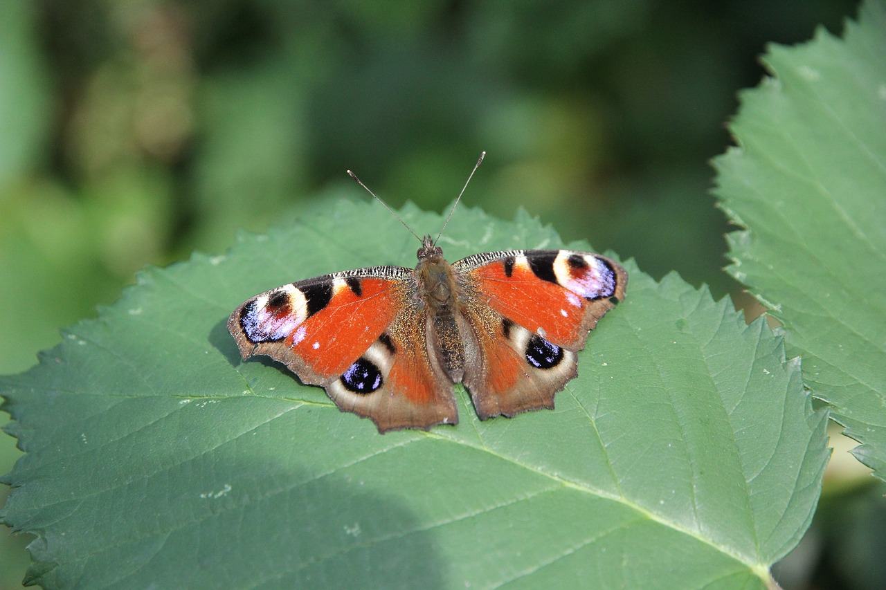 Image - peacock butterfly butterfly leaves