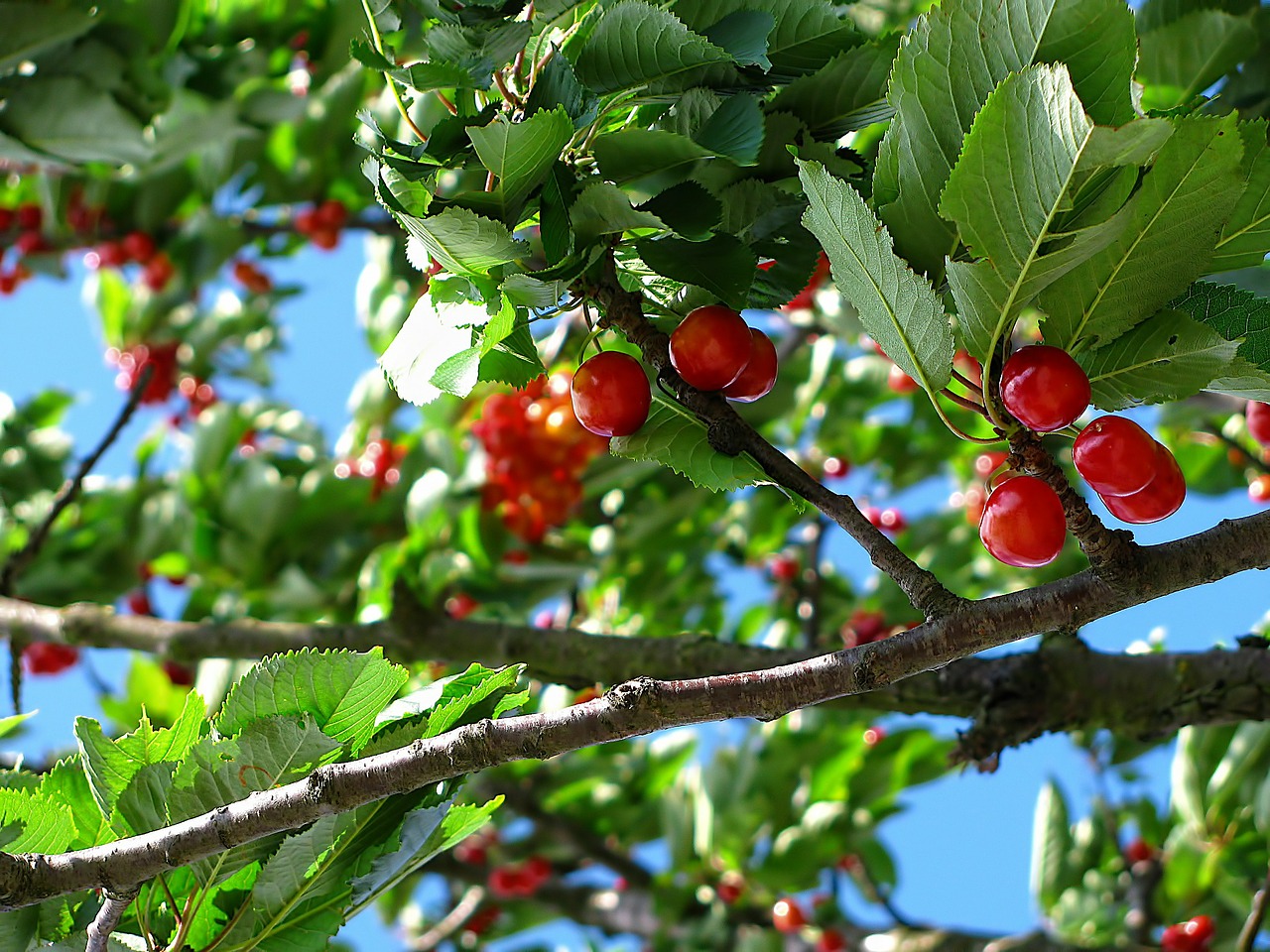 Image - cherry tree fruit nature june