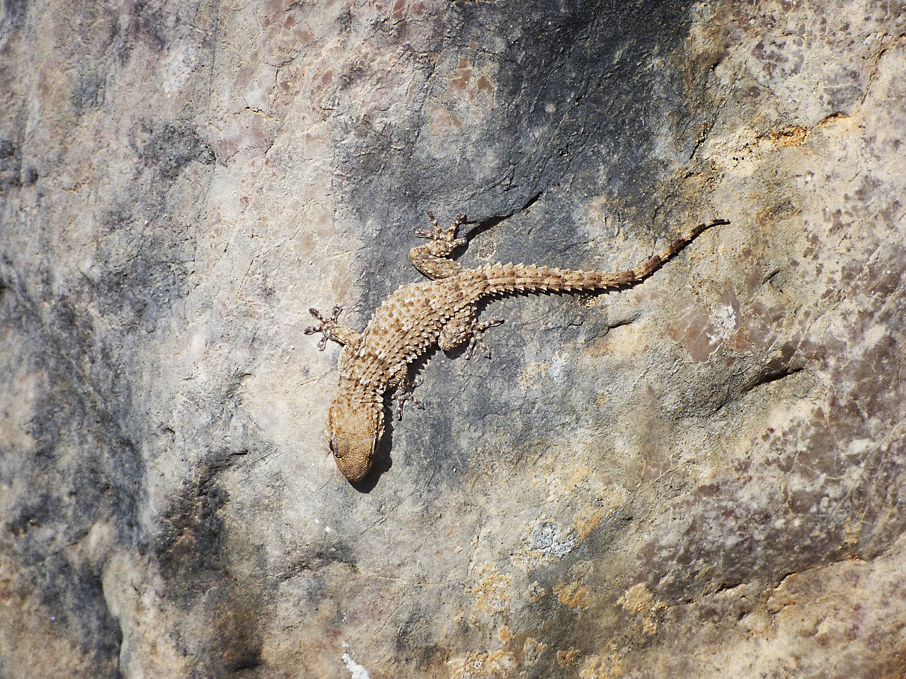 Image - gecko rocks texture dragon