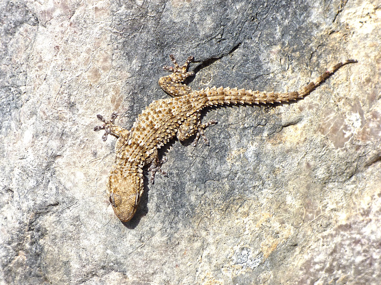 Image - gecko rocks texture dragon