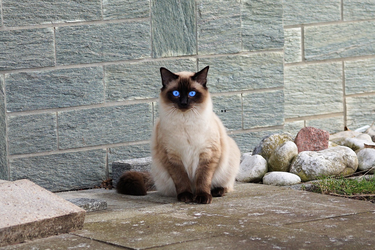 Image - cat siamese cat fur kitten