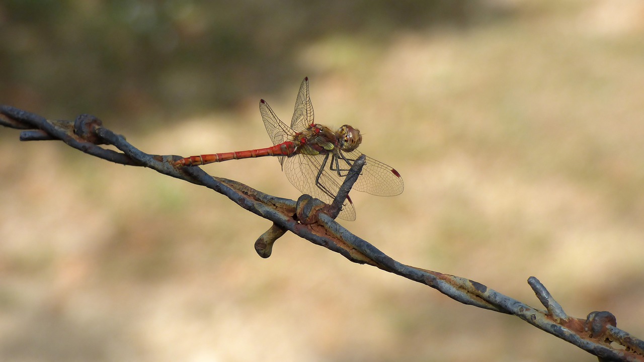 Image - dragonfly insect barbed wire escape