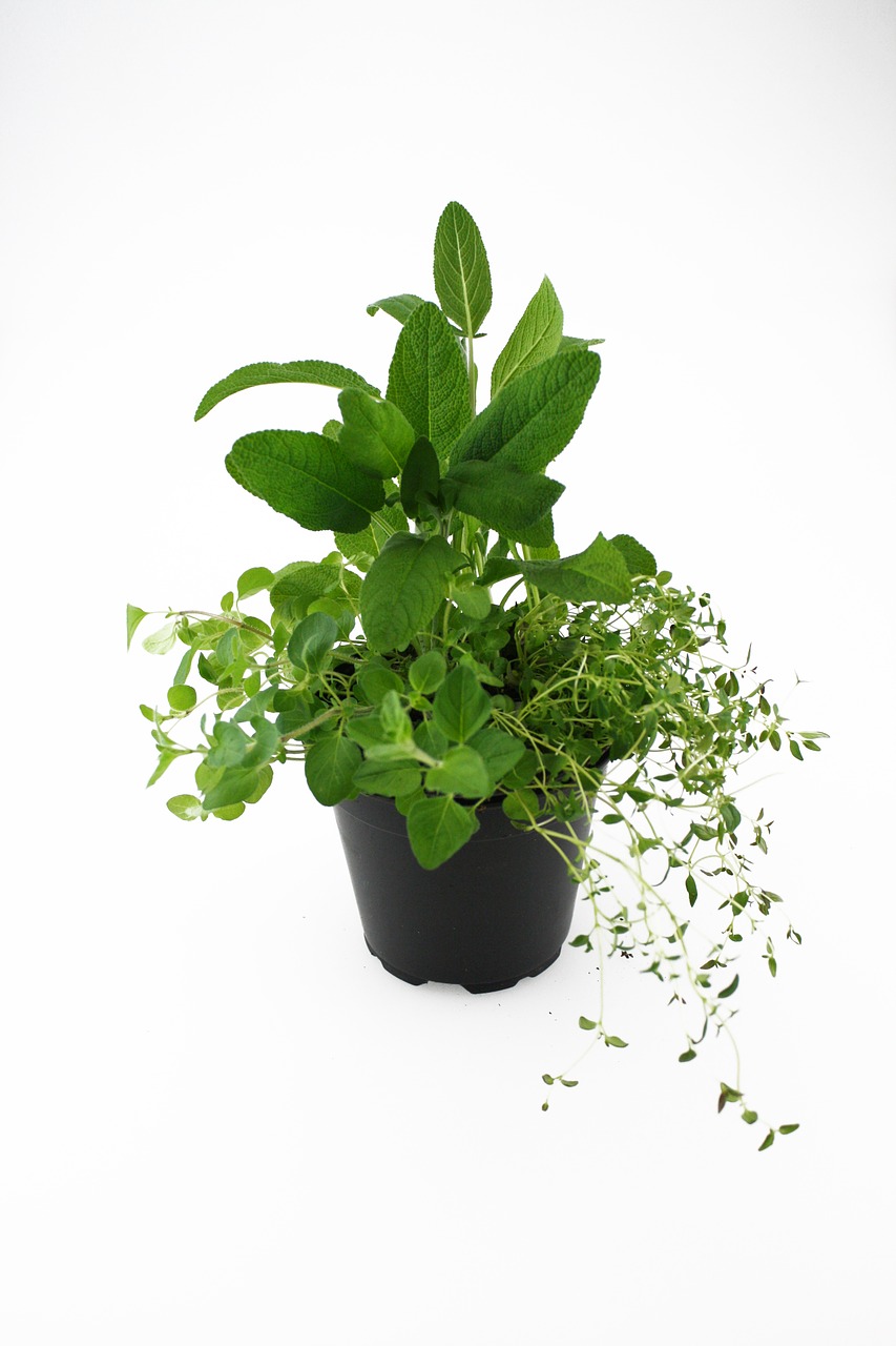 Image - herbs oregano thyme sage