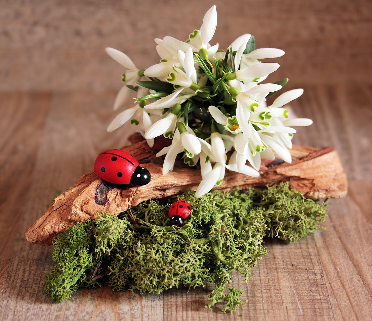 Image - snowdrop ladybug flower