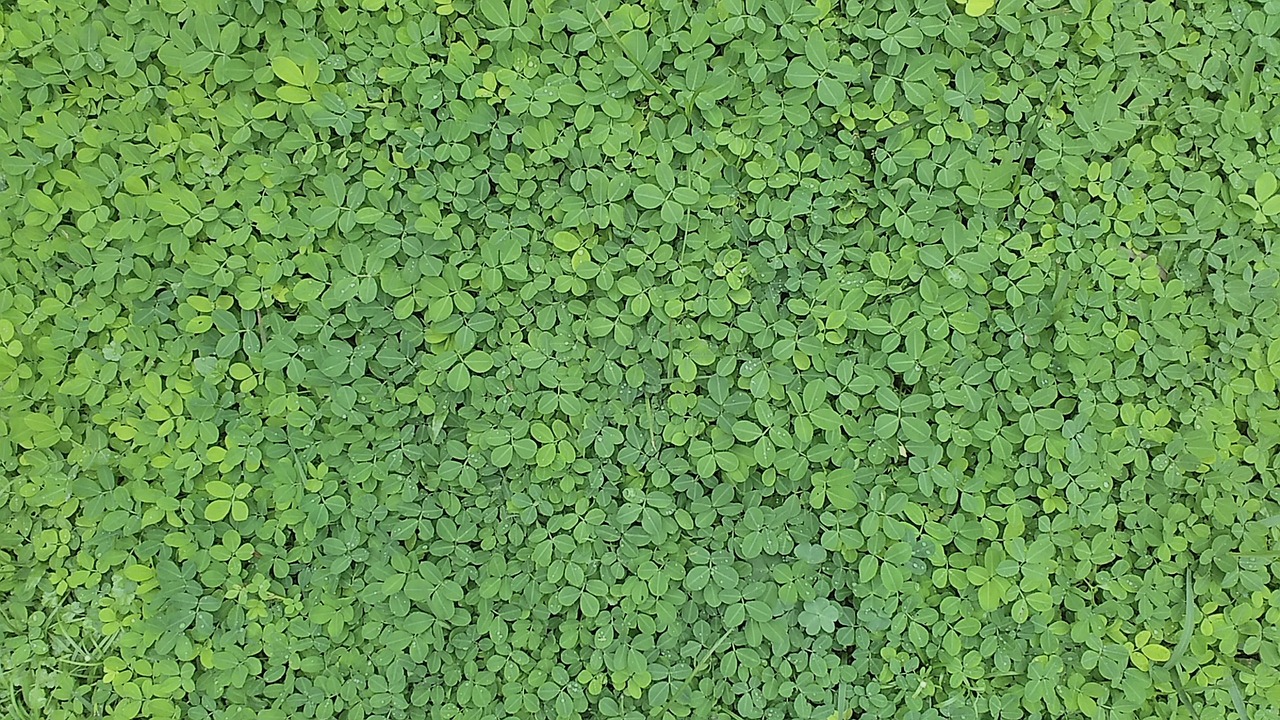 Image - pattern green grass landscape fresh