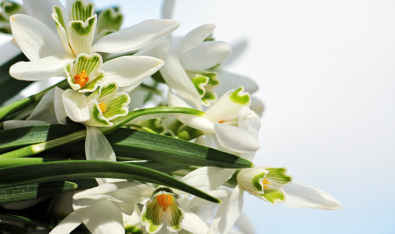 Image - snowdrop sky blue blue sky flower