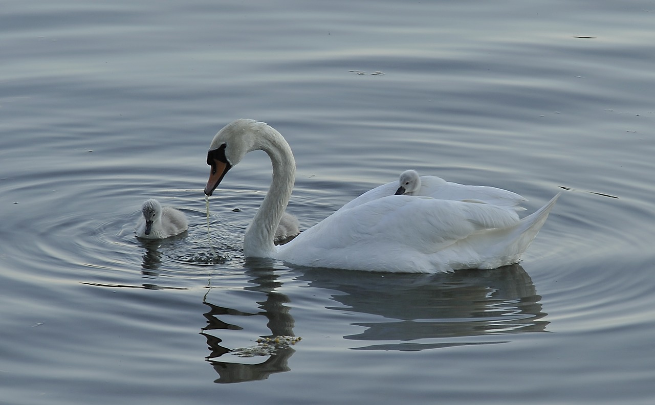 Image - swan cub bird parent white water